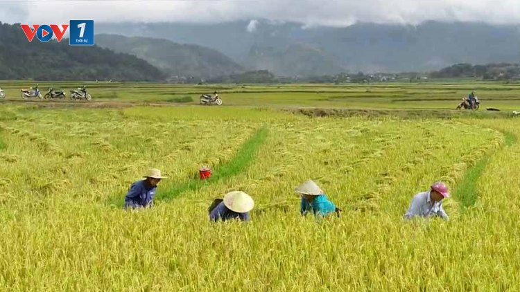 Đổi thay trên những bản làng dân tộc thiểu số ở Lai Châu (15/11/2024)