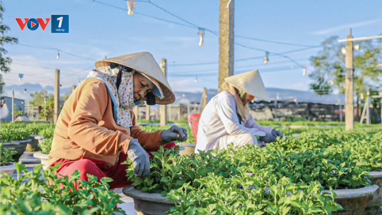 THỜI SỰ 21H30 ĐÊM 27/11/2024: Nông dân Đà Nẵng tất bật vào vụ hoa Tết – vụ hoa lớn nhất trong năm