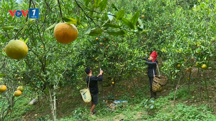 Người dân Sốp Cộp mở rộng diện tích trồng cam, đáp ứng nhu cầu thị trường (16/11/2024)