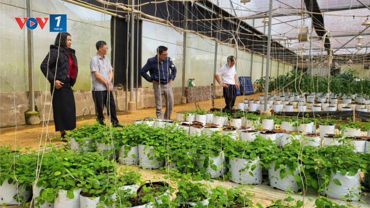 Kon Tum phát triển bền vững từ nông nghiệp công nghệ cao (8/11/2024)