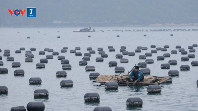 Nuôi biển ở Quảng Ninh: Xu thế tăng trưởng xanh cho hiện tại và tương lai (16/10/2024)