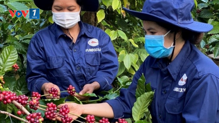 Hỗ trợ tiêu thụ sản phẩm miền núi, vùng sâu, vùng xa và hải đảo (26/11/2024)