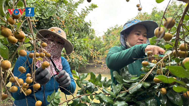 Cần Thơ quy hoạch vùng sản xuất tập trung để hướng tới xuất khẩu (1/11/2024)