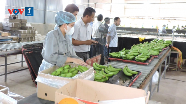 Tăng trưởng kỷ lục - Nông sản xuất khẩu rộng đường ra biển lớn (01/11/2024)