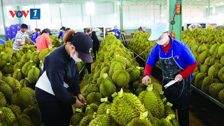 THỜI SỰ 18H CHIỀU 21/11/2024: Rau quả xuất khẩu đạt gần 7 tỷ đôla trong 11 tháng năm nay, tăng gần 30% so với cùng kỳ năm ngoái