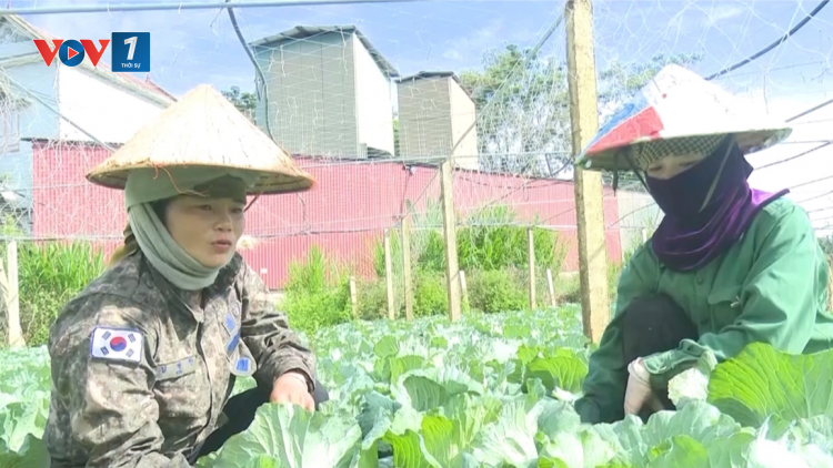 Nông dân Sơn La thu nhập ổn định từ trồng rau an toàn theo nhu cầu thị trường (10/11/2024)