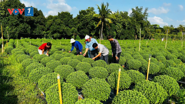 Bến Tre: Khẩn trương giúp nông dân “ xử lý” cây Cúc Mâm xôi chậm ra hoa (15/11/2024)