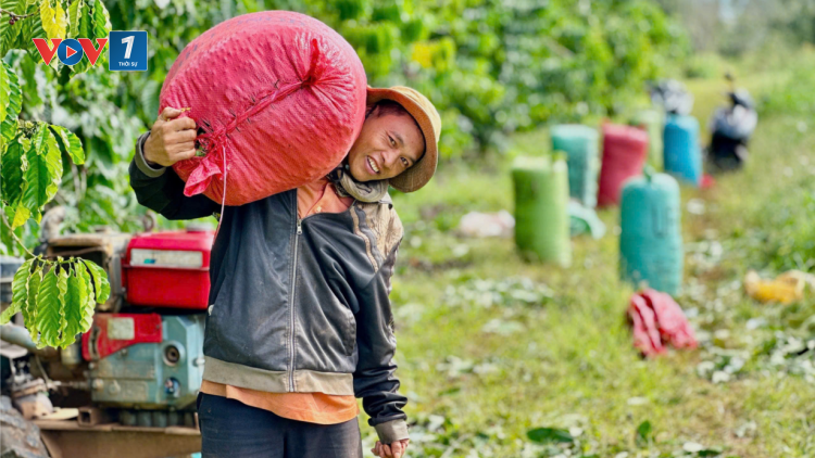 Ngành nông nghiệp Đắk Lắk thêm một năm gặt hái thắng lợi (19/12/2024)