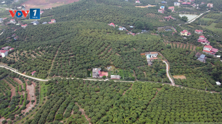 Xã Phúc Hoà (Tân Yên, Bắc Giang) đạt chuẩn nông thôn mới kiểu mẫu về phát triển kinh tế (09/12/2024)
