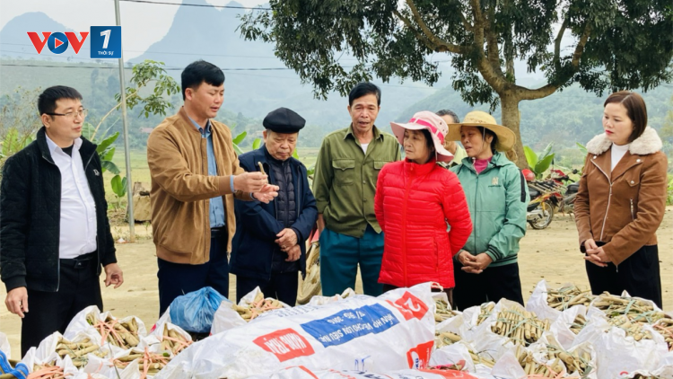 Trồng dâu nuôi tằm: Nghề truyền thống mang lại thu nhập cao tại Bảo Yên (24/12/2024)