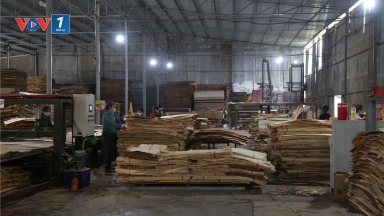 Bắc Kạn: Công nghiệp chế biến gỗ tăng trưởng khá nhưng vẫn thiếu bền vững (1/12/2024)