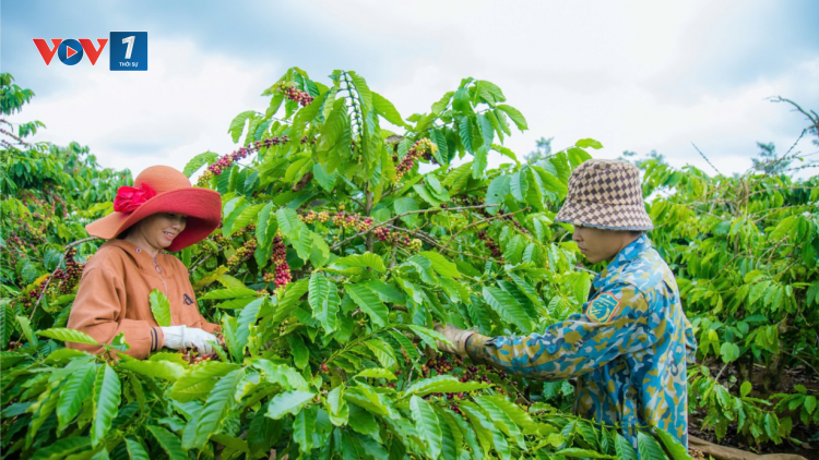 Nâng tầm nông sản Đắk Nông qua chương trình OCOP (07/12/2024)