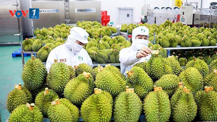 THỜI SỰ 12H TRƯA 5/12/2024: Kim ngạch xuất khẩu rau quả có thể đạt mức kỷ lục hơn 7 tỷ đô la Mỹ trong năm nay, vượt mục tiêu đề ra.