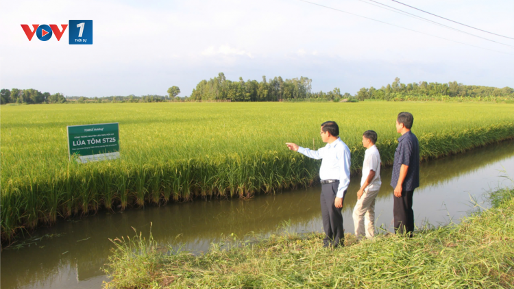 Bạc Liêu: Nông dân trồng lúa ST trên đất tôm phấn khởi vì lúa trúng mùa, được giá (19/12/2024)