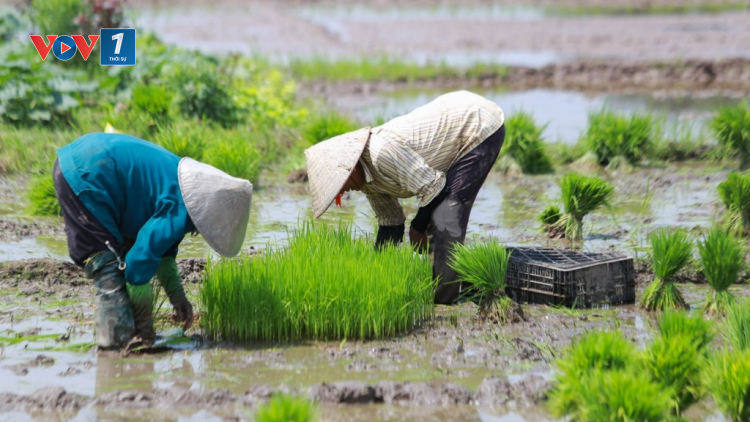 Tập trung lấy nước đợt hai và gieo cấy lúa Xuân ở các tỉnh phía Bắc (19/02/2024)