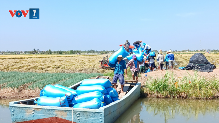 Thoát hạn mặn, nông dân Tiền Giang thu hoạch lúa Đông Xuân trúng giá (20/02/2024)
