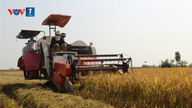 Nan giải bài toán hài hòa lợi ích giữa người dân và doanh nghiệp ở vụ lúa Đông Xuân (05/03/2024)