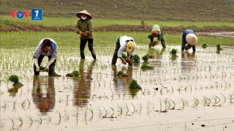 Kiến thức chăm sóc lúa xuân ở các tỉnh phía Bắc (07/03/2024)
