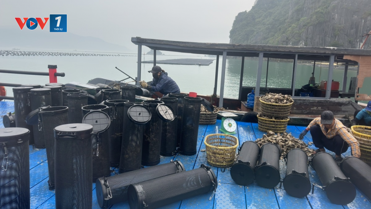 THỜI SỰ 6H SÁNG 31/3/2024: Quảng Ninh khai thác gắn với bảo vệ nguồn lợi thuỷ sản.