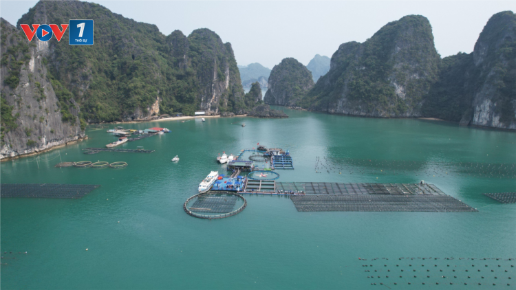 Niềm vui của những doanh nghiệp, HTX đầu tiên ở Quảng Ninh được cấp phép nuôi biển (05/04/2024)