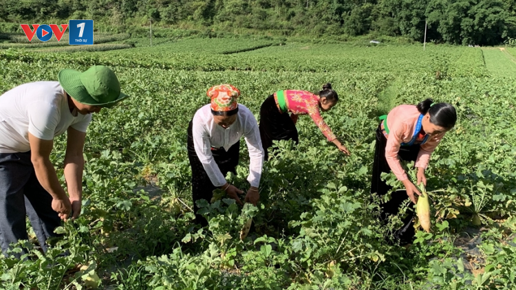 Chuyển đổi cơ cấu cây trồng hiệu quả tạo sức bật cho kinh tế nông thôn (26/04/2024)