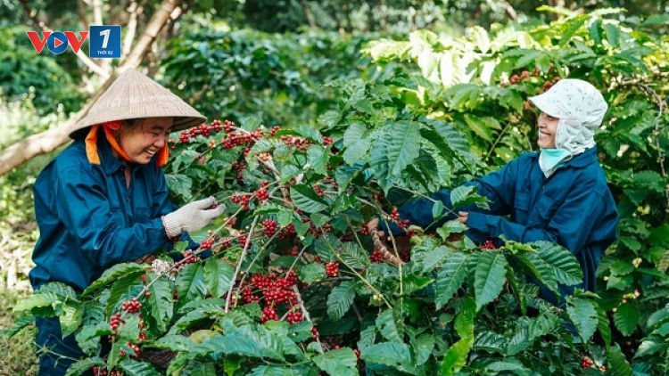 Giữ vững tính bền vững của ngành hàng cà phê (03/05/2024)