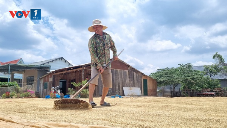 Lúa được mùa, được giá, nông dân Đắk Lắk phấn khởi đón “mùa vàng” (16/05/2024)