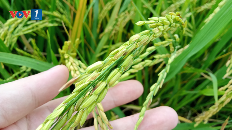 Trồng lúa giảm phát thải, bán tín chỉ Carbon (14/06/2024)