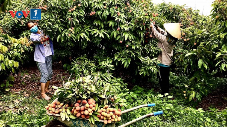 Bắc Giang: Sản xuất hữu cơ ở vùng vải thiều chín sớm Phúc Hoà (19/06/2024)