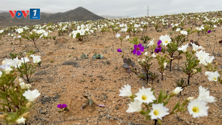 THỜI SỰ 18H CHIỀU 09/07/2024: Atacama sa mạc khô cằn nhất thế giới đang được bao phủ bởi những thảm hoa