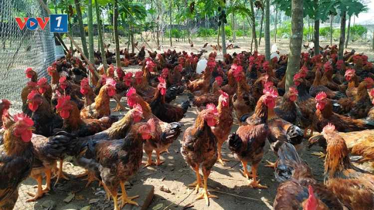 Chăn nuôi bền vững với các mô hình sản xuất an toàn (03/07/2024)