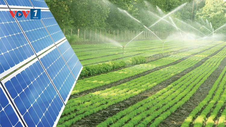 Thích ứng cho cây trồng trước biến đổi khí hậu (03/09/2024)