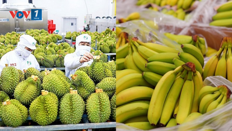 Xuất khẩu nông, thuỷ sản trước nguy cơ bị “tuýt còi” (14/08/2024)