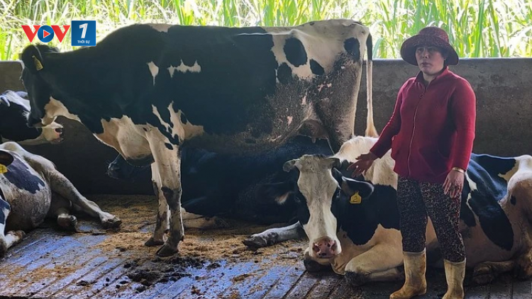 THỜI SỰ 12H TRƯA 12/8/2024: Bộ Nông nghiệp và Phát triển Nông thôn khẳng định, tình trạng bò sữa chết hàng loạt tại tỉnh Lâm Đồng sẽ sớm được ngăn chặn