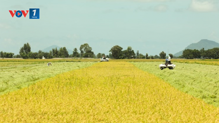 Sản xuất nông nghiệp bền vững- Nâng tầm giá trị hạt gạo Việt Nam (8/8/2024)