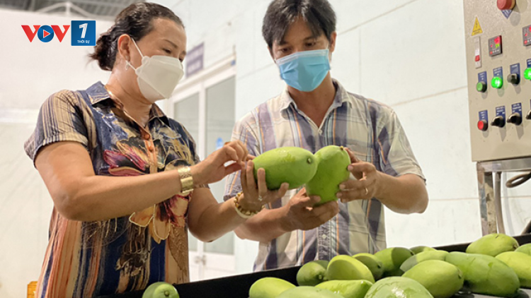Giải pháp đẩy mạnh xuất khẩu trái cây tại Đồng bằng sông Cửu Long (18/09/2024)