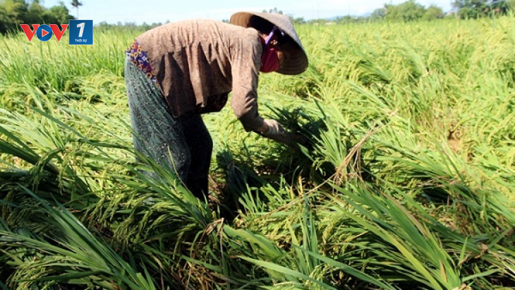 Cấp bách khôi phục sản xuất, đảm bảo đủ thực phẩm cuối năm (23/09/2024)