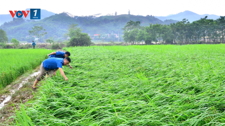 Khôi phục sản xuất nông nghiệp sau mưa lũ (19/09/2024)