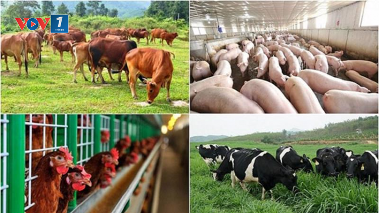 Phát triển chăn nuôi: Chính sách đã đủ, động lực từ đâu? (08/09/2024)