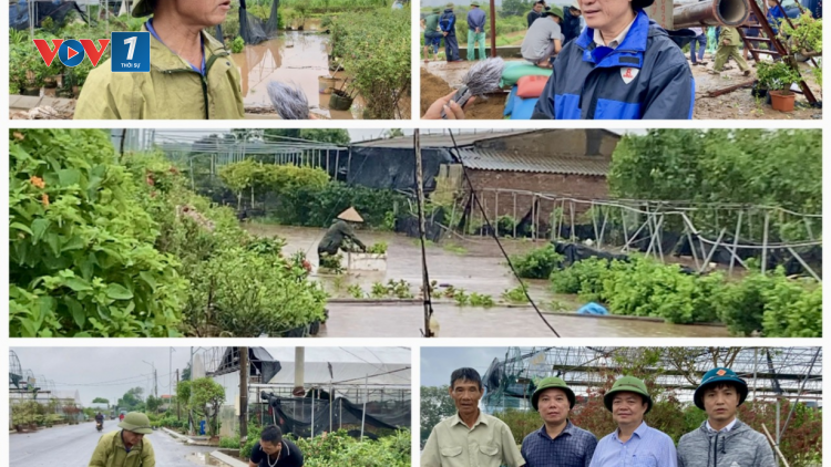 Làng hoa Xuân Quan (Hưng Yên): Phòng chống ngập úng, khôi phục sản xuất nông nghiệp chuẩn bị thị trường Tết ( Mùa Vàng 11/9/2024)