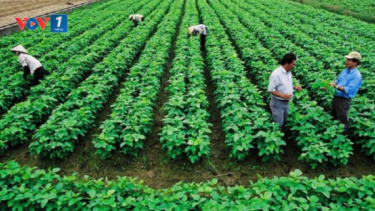 Giải bài toán “đông nhưng không mạnh” cho khu vực hợp tác xã (09/01/2025)
