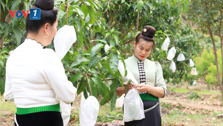 Nông nghiệp Sơn La vượt khó, vươn xa (7/1/2025)