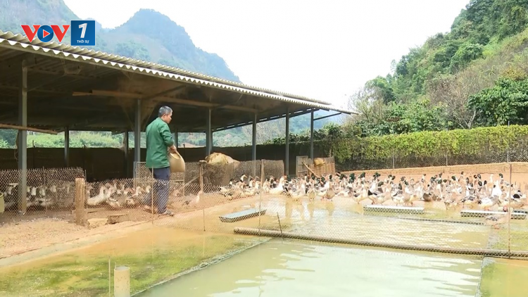 Mô hình nông sản sạch mở hướng làm giàu cho người dân Sơn La (6/1/2025)