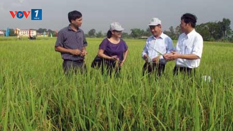 Sinh kế thích ứng với biến đổi khí hậu - nhìn từ những mô hình của tỉnh Thái Bình.(14/4/2016)