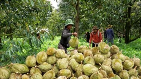 Xuất khẩu sầu riêng sụt giảm mạnh – bài học cho sản xuất chất  lượng