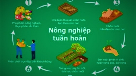 Phát triển nông nghiệp tuần hoàn: Những giải pháp cần thực hiện (17/3/2025)