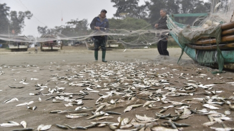 Ngư dân Thanh Hóa thắng mùa cá Trích