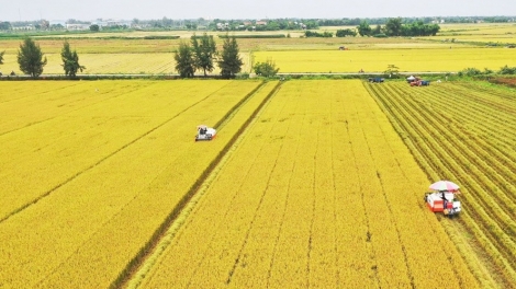 Loạt bài Gạo Việt - gỡ điểm nghẽn để vươn xa. Bài 1: Sản xuất lúa gạo nghẽn từ bên trong (13/3/2025)