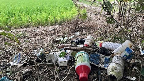 Hạn chế sử dụng thuốc trừ sâu tràn lan trong nông nghiệp (08/05/2025)
