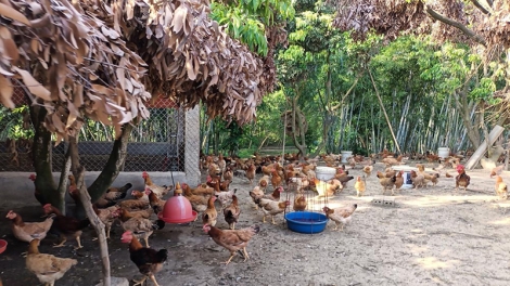 Khắc phục một số ảnh hưởng của nắng nóng đến gia súc, gia cầm (20/05/2025)